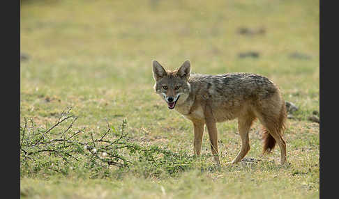 Afrikanischer Goldwolf (Canis anthus)