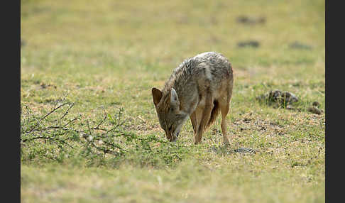 Afrikanischer Goldwolf (Canis anthus)