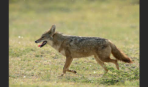 Afrikanischer Goldwolf (Canis anthus)