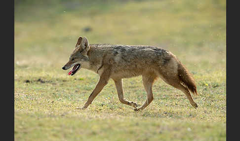 Afrikanischer Goldwolf (Canis anthus)