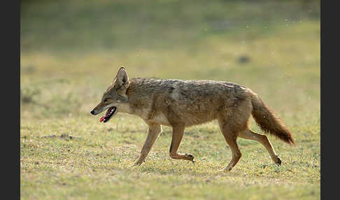 Afrikanischer Goldwolf (Canis anthus)