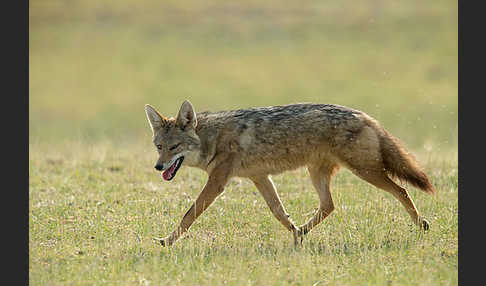 Afrikanischer Goldwolf (Canis anthus)