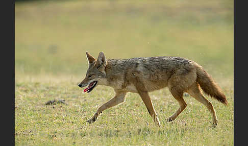 Afrikanischer Goldwolf (Canis anthus)