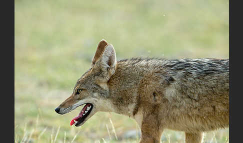 Afrikanischer Goldwolf (Canis anthus)