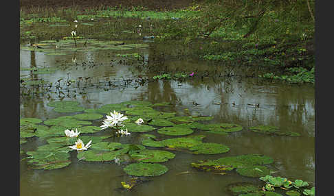 Tigerlotus (Nymphaea lotus)