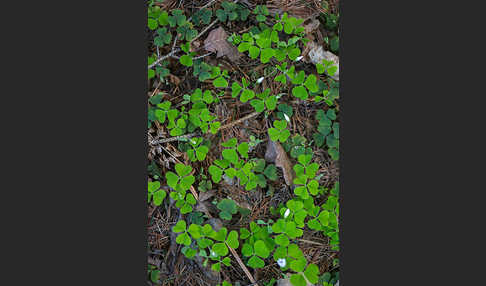 Wald-Sauerklee (Oxalis acetosella)