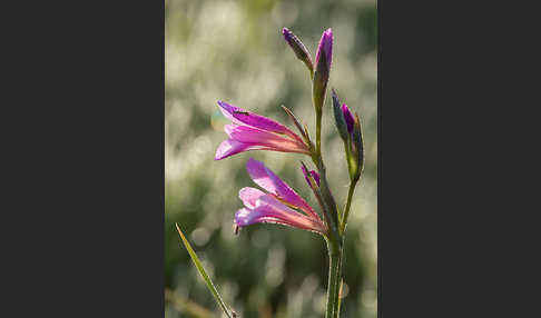 Saat Siegwurz (Gladiolus italicus)
