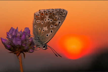 Vorschaubild der Galerie "Schmetterlinge"