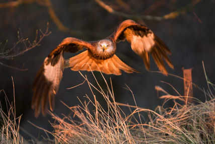 Vorschaubild der Galerie "Vögel"