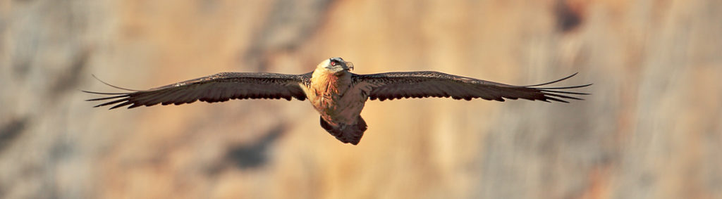 Bartgeier Flug fliegend