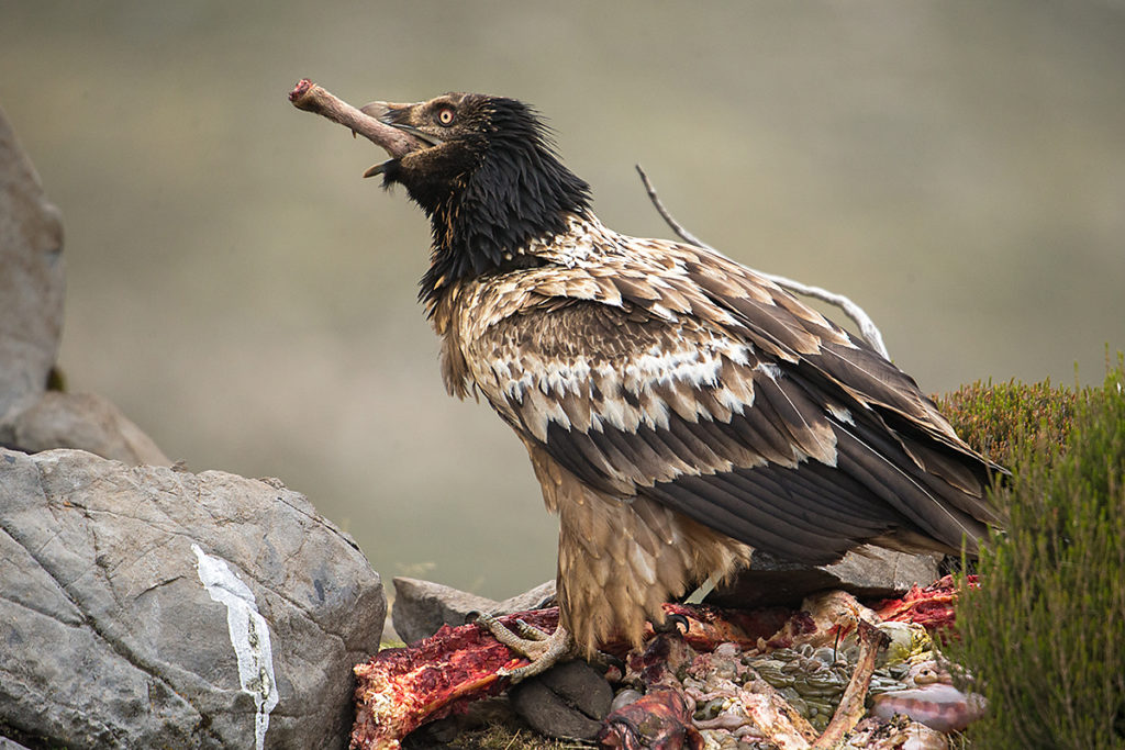 Bartgeier, Jungvogel, Knochen