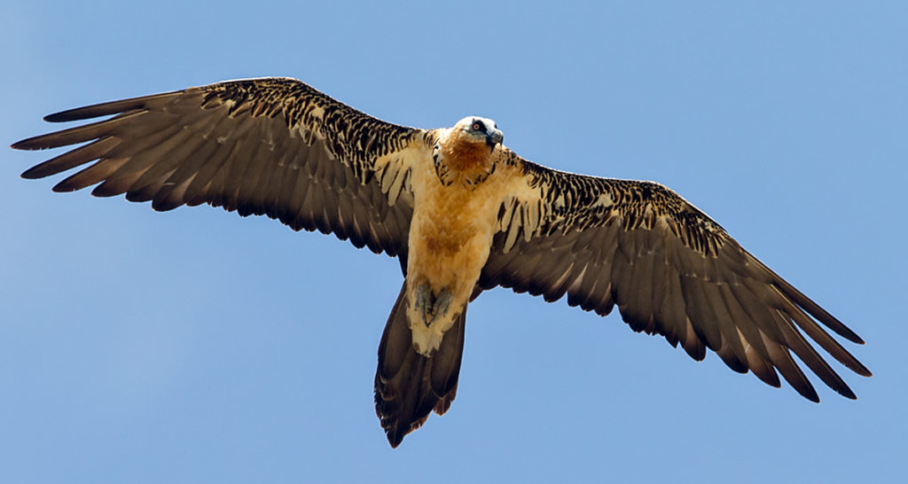 Bartgeier, fliegend, flug, altvogel