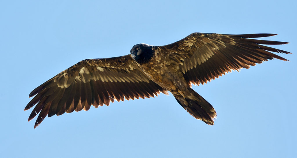 Bartgeier fliegend Jungvogel