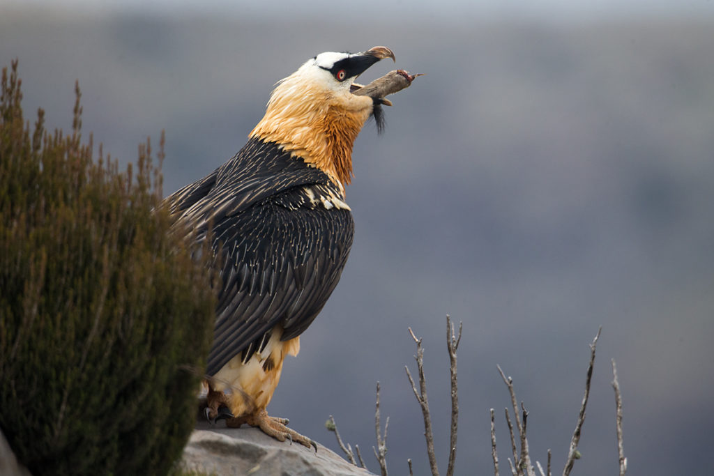 Bartgeier, knochen, Altvogel