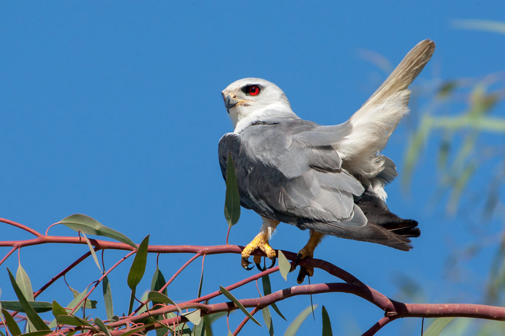 Gleitaar Altvogel