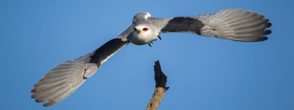 Gleitaar im Abflug