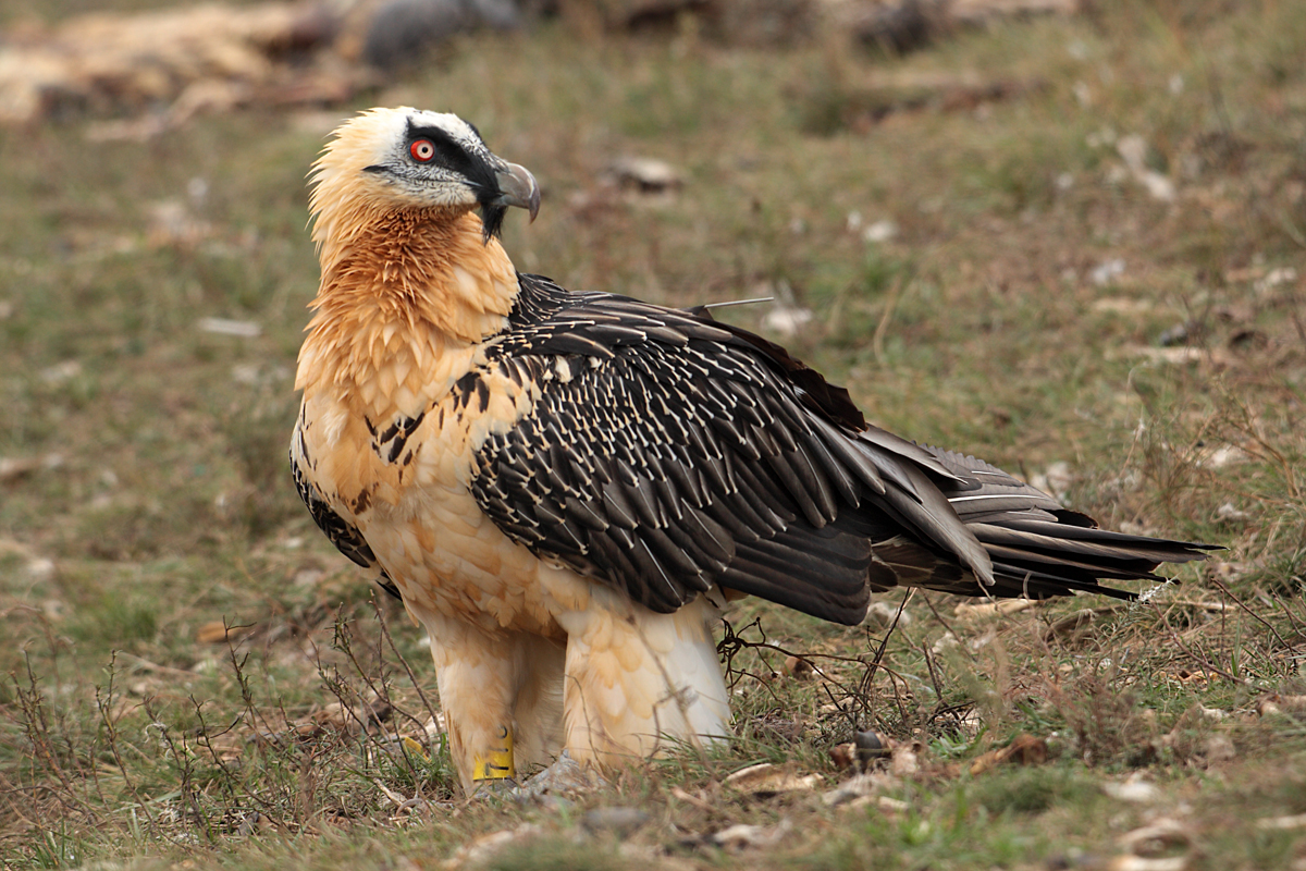 Gypaetus barbatus barbatus