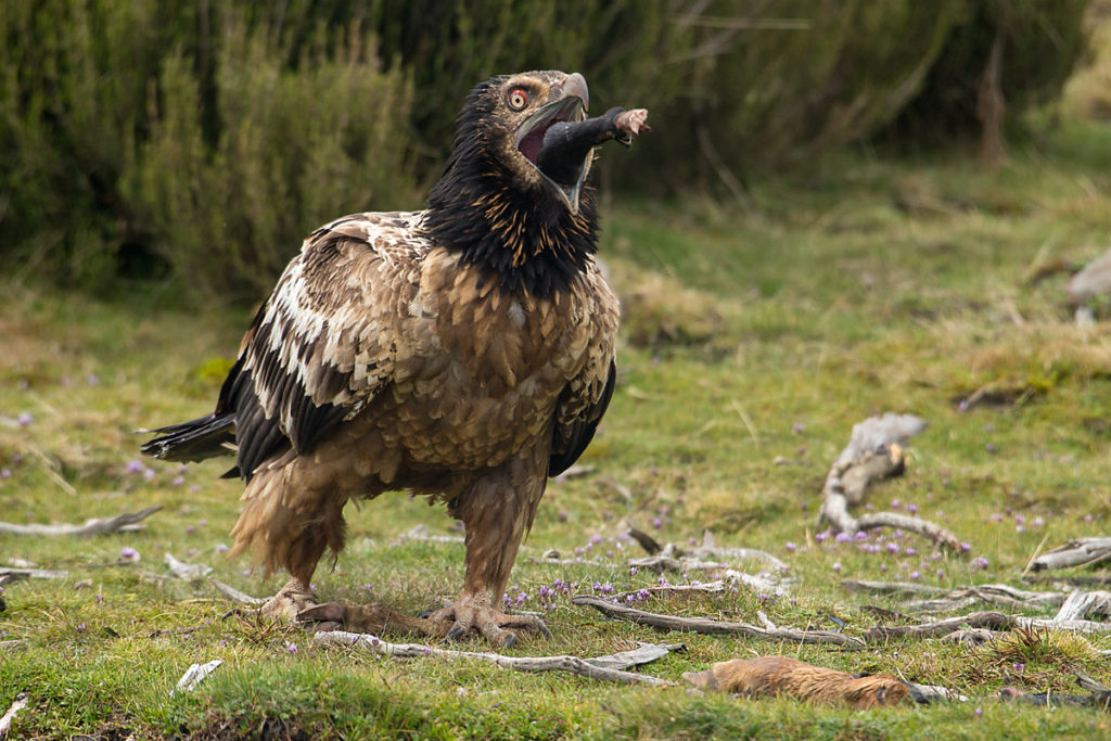 bartgeier, knochen, jungvogel