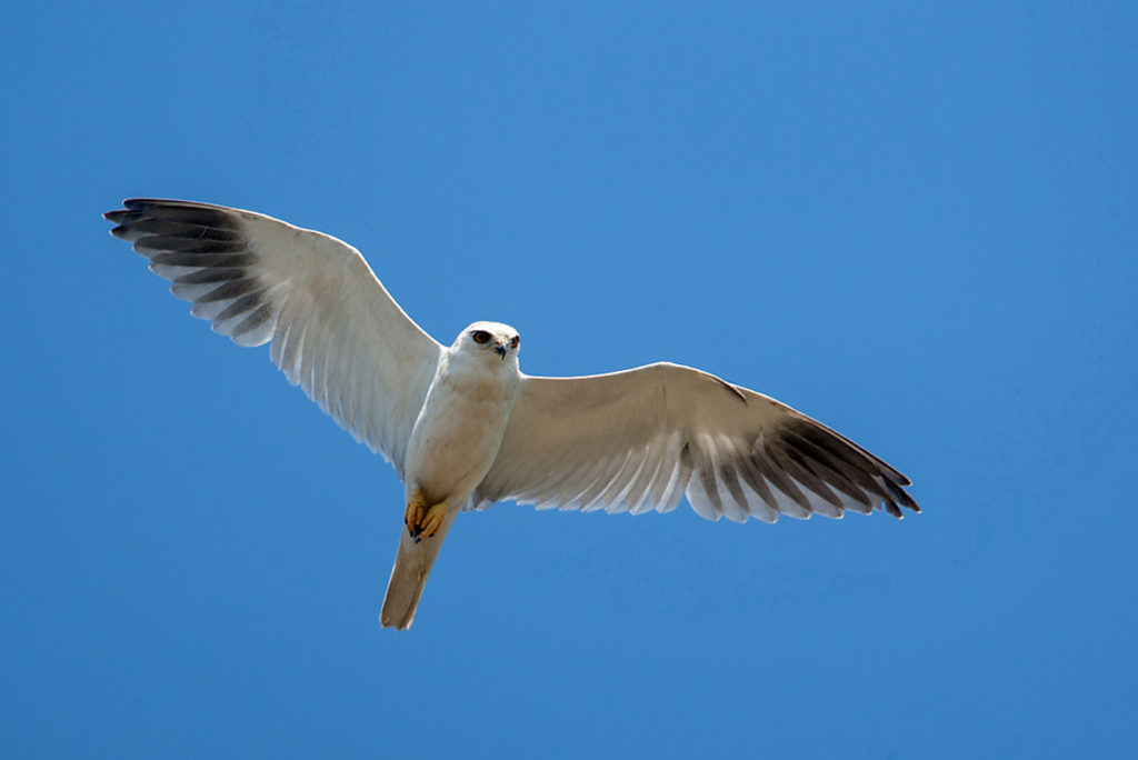 gleitaar flug unterseite