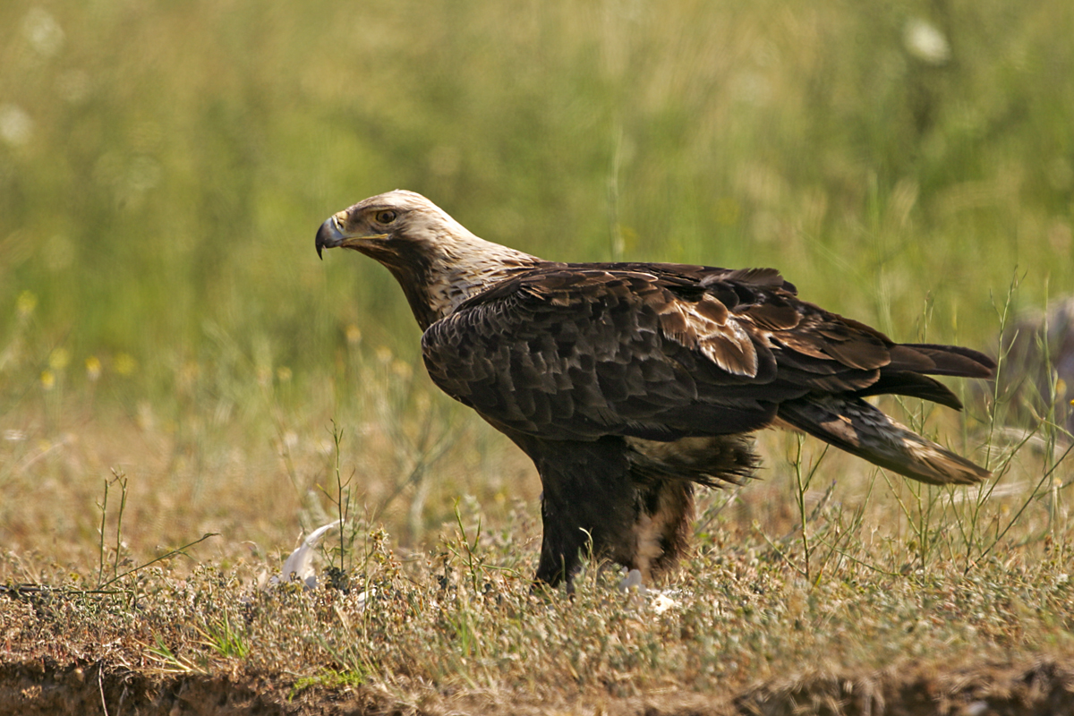 Der Östliche Kaiseradler - Fokus-Natur.de