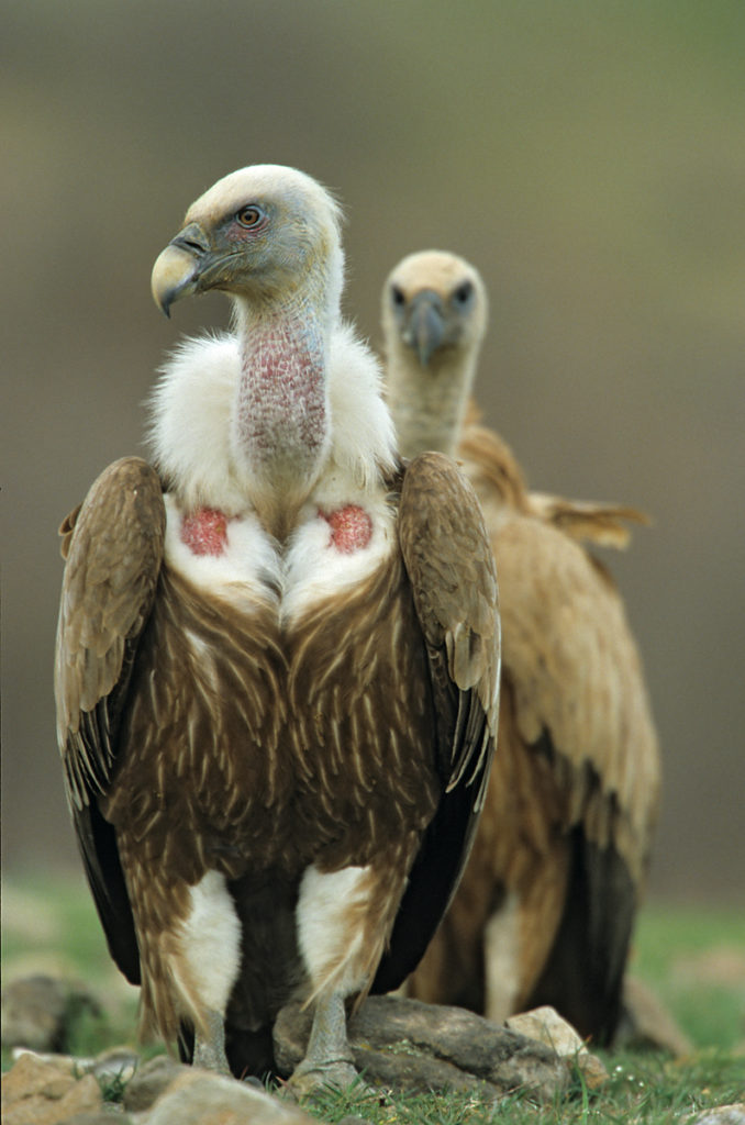 Der Gänsegeier FokusNatur.de