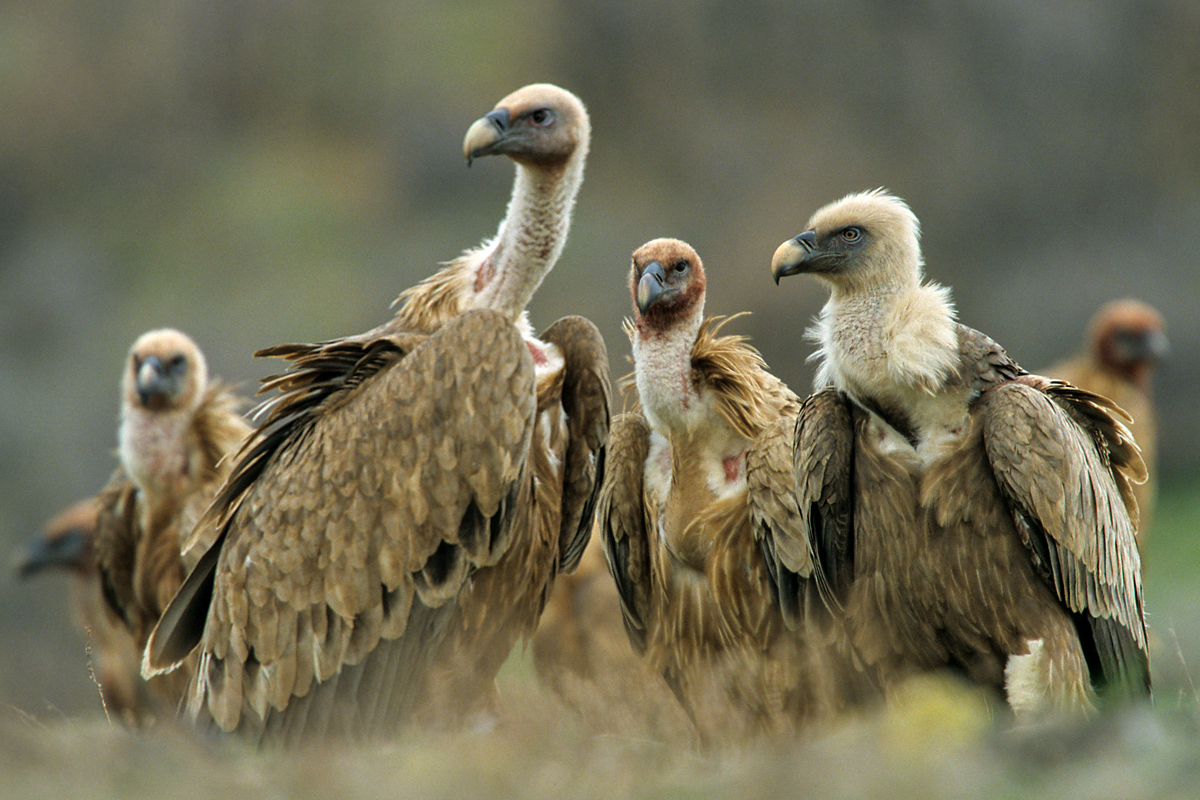 Gänsegeier, Gyps fulvus, Griffon Vulture, greifvögel; Accipitriformes; raptors; geier; vögel; birds; vulture