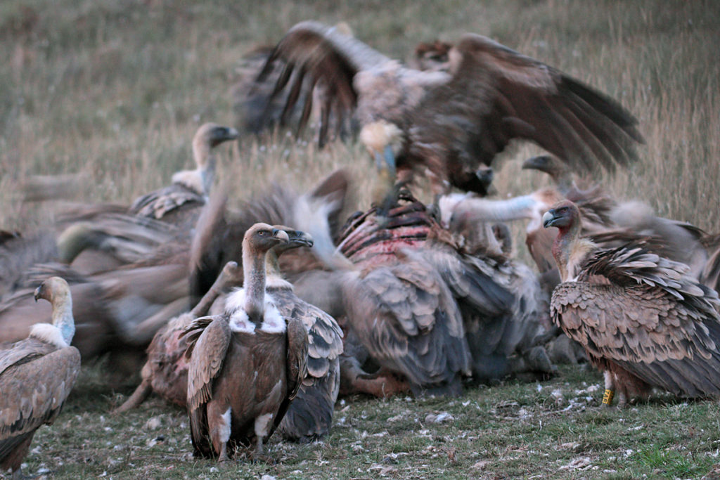 Gänsegeier, Gyps fulvus, Griffon Vulture, greifvögel; Accipitriformes; raptors; geier; vögel; birds; vulture, luderplatz, futterplatz, nahrung, aas