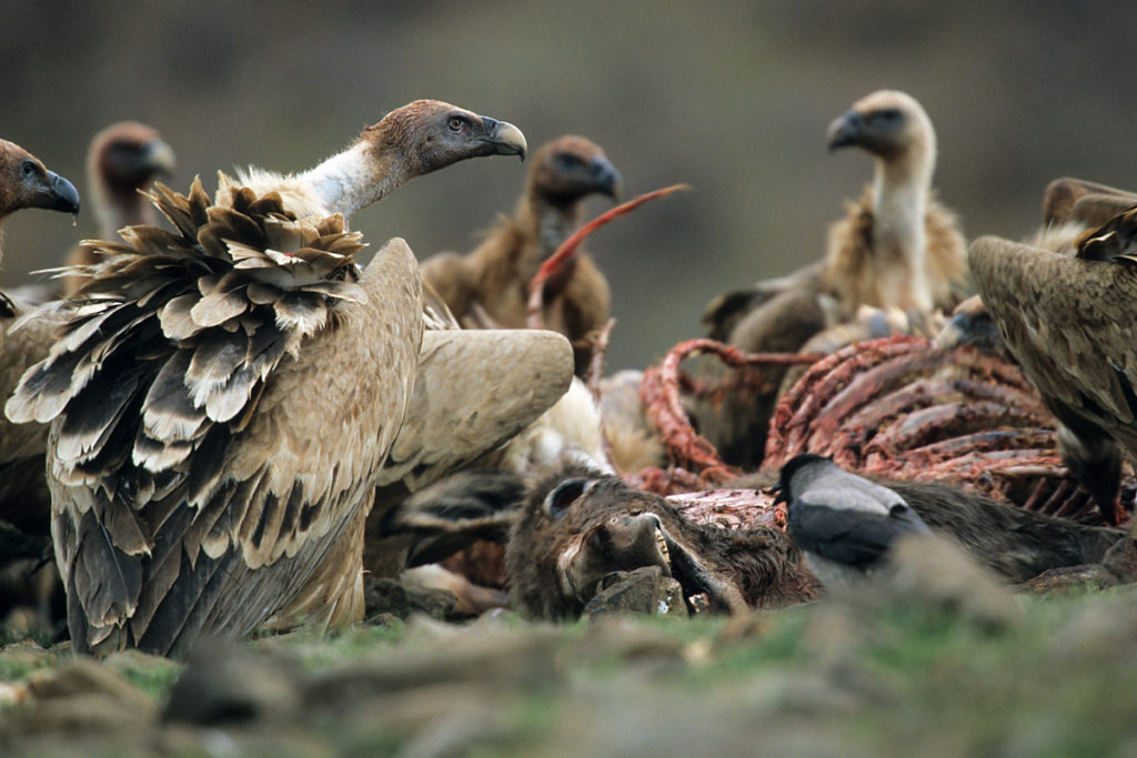 Gänsegeier, Gyps fulvus, Griffon Vulture, greifvögel; Accipitriformes; raptors; geier; vögel; birds; vulture, luderplatz, futterplatz, nahrung, aas