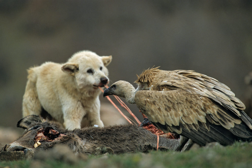 Gänsegeier, Gyps fulvus, Griffon Vulture, greifvögel; Accipitriformes; raptors; geier; vögel; birds; vulture, luderplatz, futterplatz, nahrung, aas