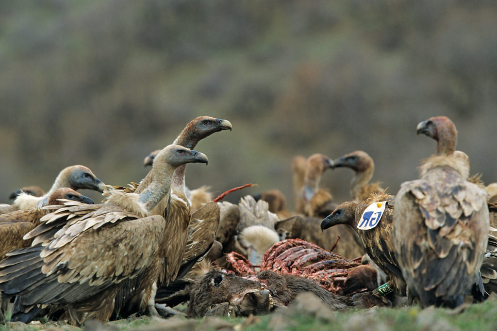 Gänsegeier, Gyps fulvus, Griffon Vulture, greifvögel; Accipitriformes; raptors; geier; vögel; birds; vulture, luderplatz, futterplatz, nahrung, aas