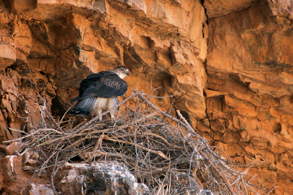 Habichtsadler, Aquila fasciata, Bonelli`s Eagle, vögel, birds, greifvögel, Accipitriformes, raptors, adler, eagle, nest, horst