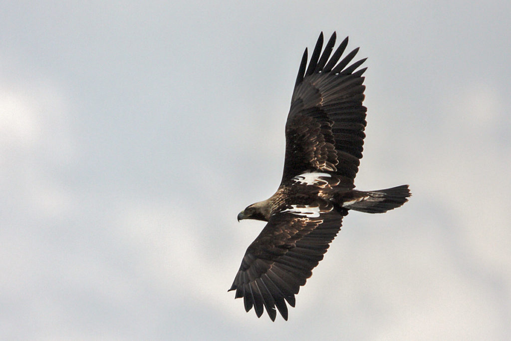 Kaiseradler, Aquila heliaca, Imparial Eagle, vögel, birds, greifvögel, Accipitriformes, raptors, adler, eagle, Östlicher Kaiseradler, flug