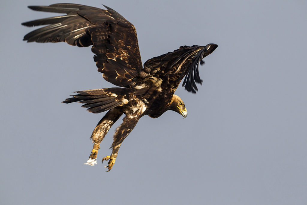 Kaiseradler, Aquila heliaca, Imparial Eagle, vögel, birds, greifvögel, Accipitriformes, raptors, adler, eagle, Östlicher Kaiseradler, flug, altvogel