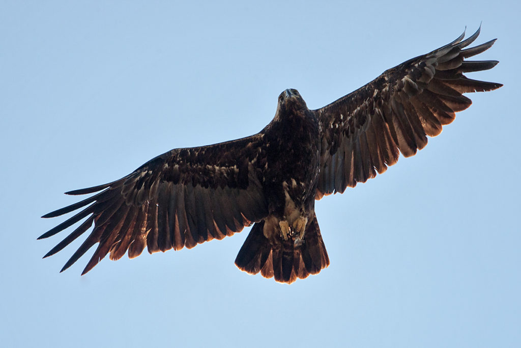 Kaiseradler, Aquila heliaca, Imparial Eagle, vögel, birds, greifvögel, Accipitriformes, raptors, adler, eagle, Östlicher Kaiseradler, flug, altvogel