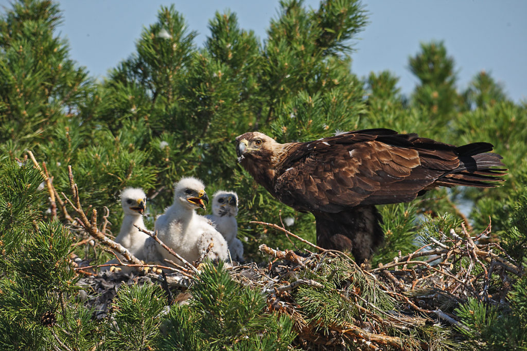 Kaiseradler, Aquila heliaca, Imparial Eagle, vögel, birds, greifvögel, Accipitriformes, raptors, adler, eagle, Östlicher Kaiseradler, horst, fütterung