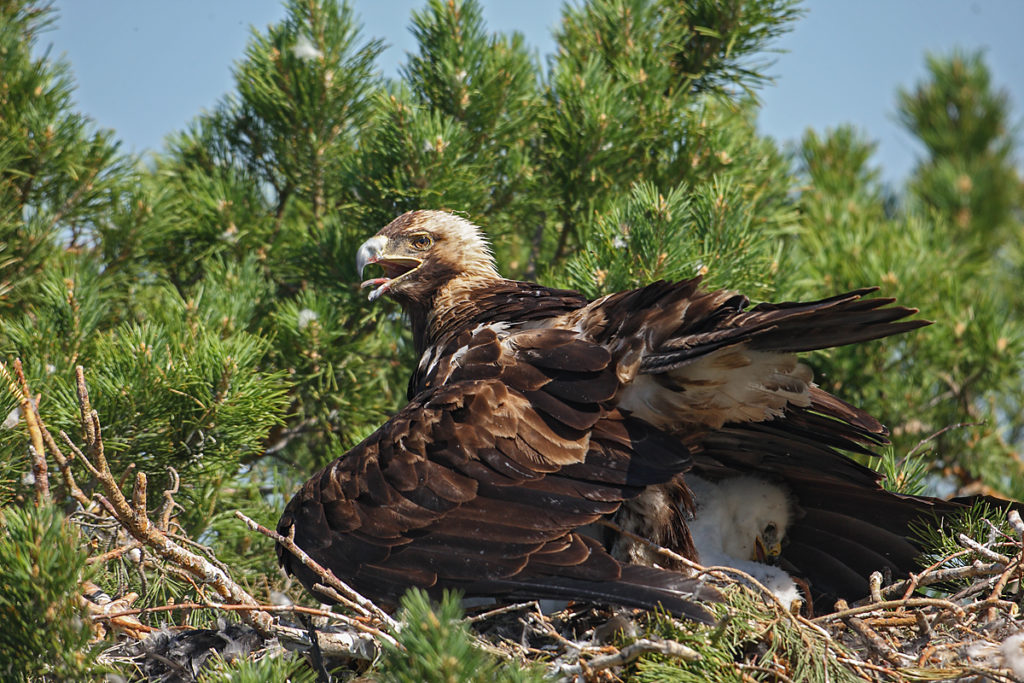 Kaiseradler, Aquila heliaca, Imparial Eagle, vögel, birds, greifvögel, Accipitriformes, raptors, adler, eagle, Östlicher Kaiseradler, horst, hudern