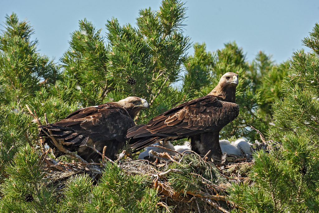 Kaiseradler, Aquila heliaca, Imparial Eagle, vögel, birds, greifvögel, Accipitriformes, raptors, adler, eagle, Östlicher Kaiseradler, horst, altvogel, jungvögel