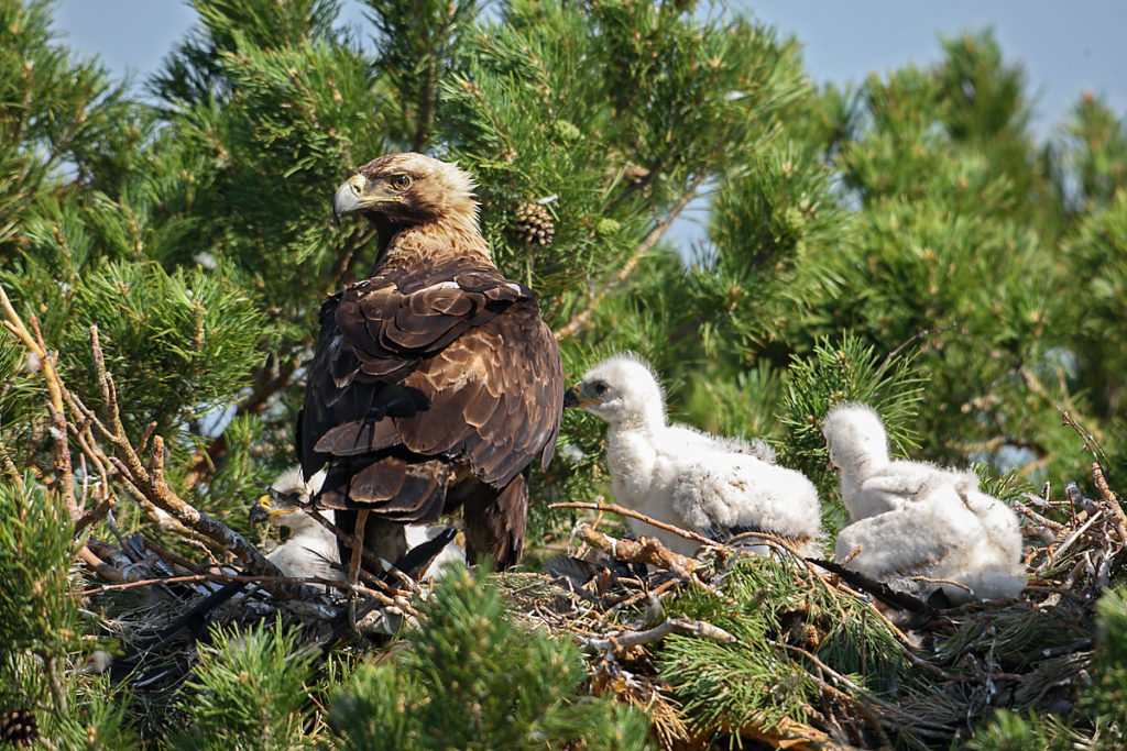 Kaiseradler, Aquila heliaca, Imparial Eagle, vögel, birds, greifvögel, Accipitriformes, raptors, adler, eagle, Östlicher Kaiseradler, horst, altvogel, jungvögel, nest