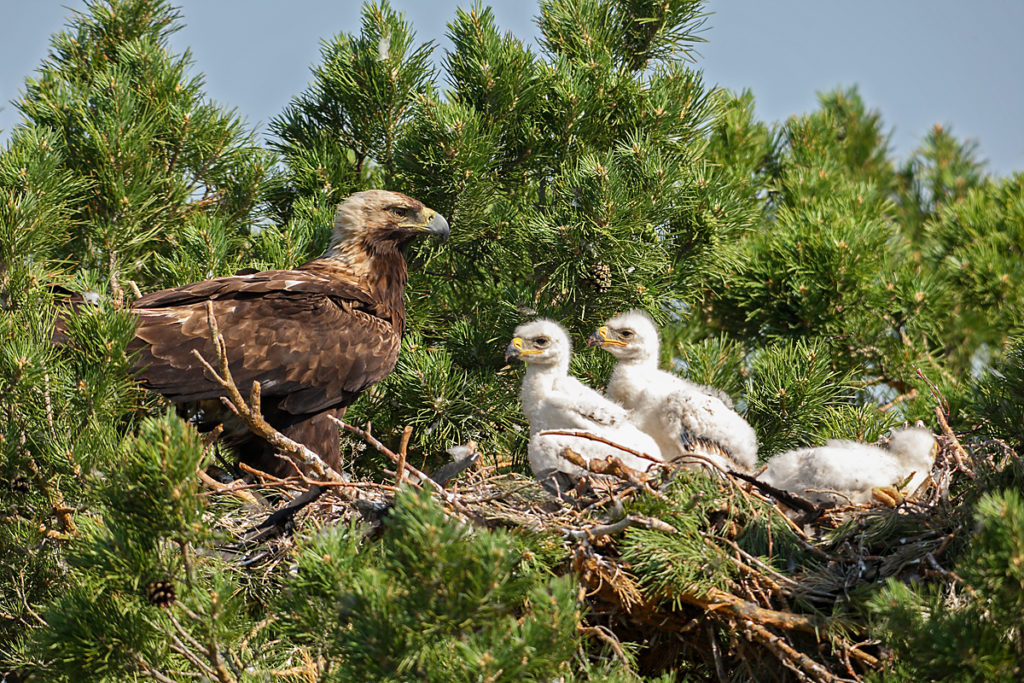 Kaiseradler, Aquila heliaca, Imparial Eagle, vögel, birds, greifvögel, Accipitriformes, raptors, adler, eagle, Östlicher Kaiseradler, horst, altvogel, jungvögel