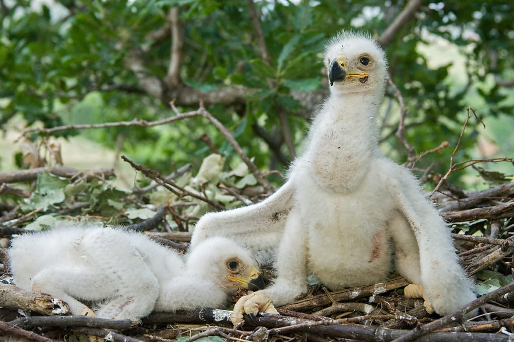 Kaiseradler, Aquila heliaca, Imparial Eagle, vögel, birds, greifvögel, Accipitriformes, raptors, adler, eagle, Östlicher Kaiseradler, horst, jungvögel