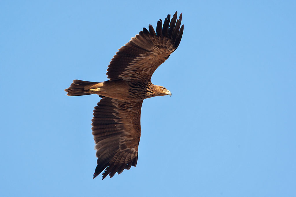 Kaiseradler, Aquila heliaca, Imparial Eagle, vögel, birds, greifvögel, Accipitriformes, raptors, adler, eagle, Östlicher Kaiseradler, flug, jungvogel