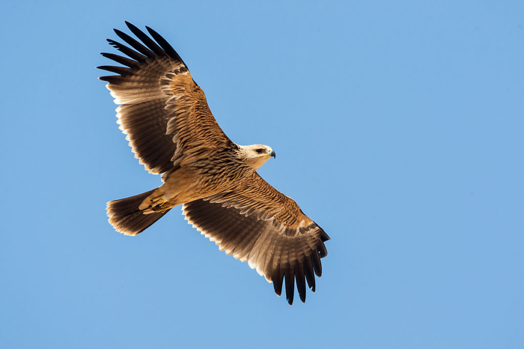 Kaiseradler, Aquila heliaca, Imparial Eagle, vögel, birds, greifvögel, Accipitriformes, raptors, adler, eagle, Östlicher Kaiseradler, flug, jungvogel