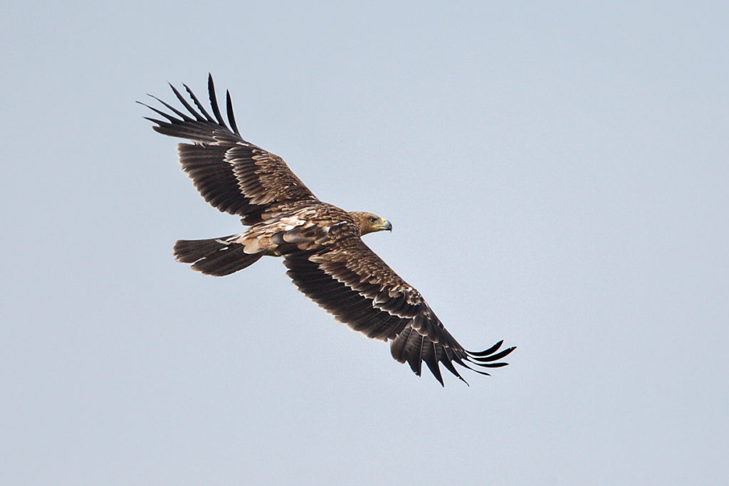 Kaiseradler, Aquila heliaca, Imparial Eagle, vögel, birds, greifvögel, Accipitriformes, raptors, adler, eagle, Östlicher Kaiseradler, flug, jungvogel