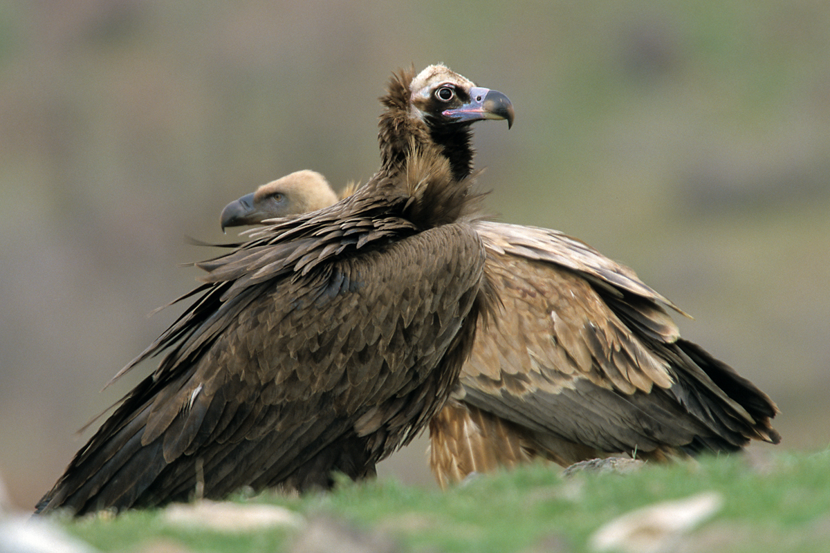 Mönchsgeier, Aegypius monachus, Black Vulture, greifvögel; Accipitriformes; raptors; geier; vögel; birds; vulture, Gänsegeier