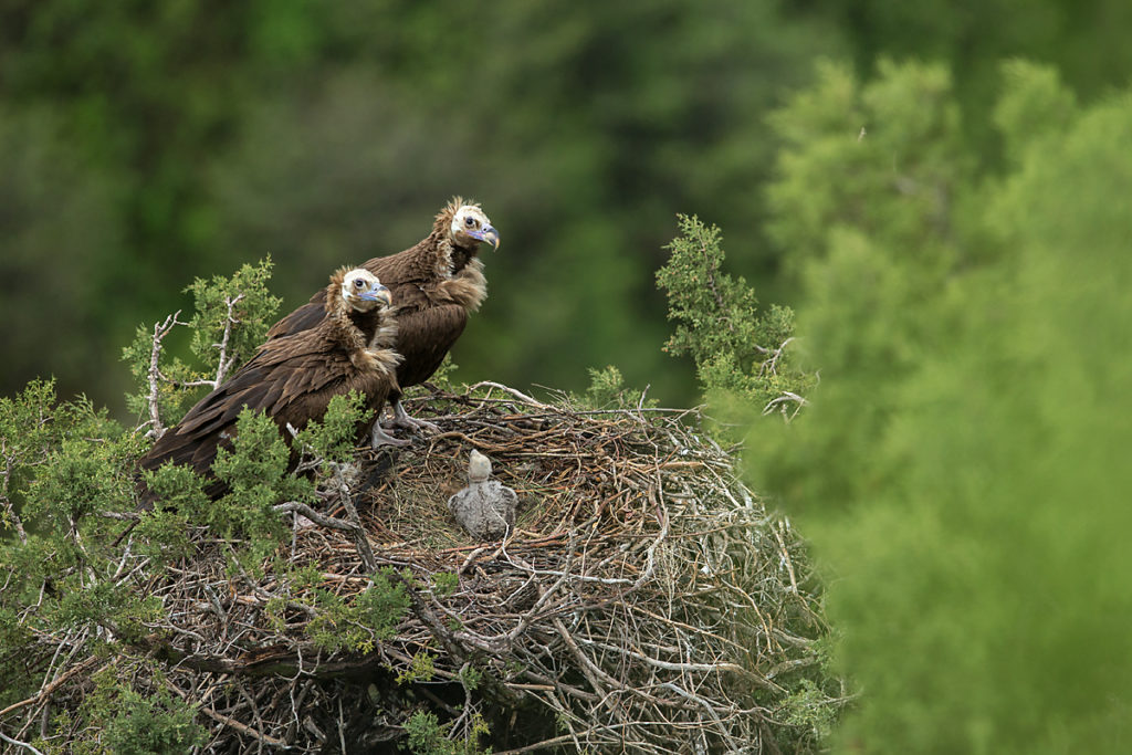 Mönchsgeier, Aegypius monachus, Black Vulture, greifvögel; Accipitriformes; raptors; geier; vögel; birds; vulture, nest, altvögel