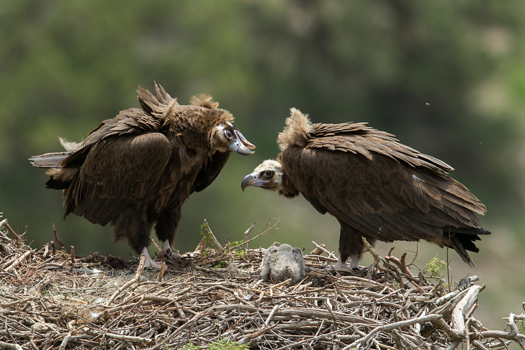 Mönchsgeier, Aegypius monachus, Black Vulture, greifvögel; Accipitriformes; raptors; geier; vögel; birds; vulture, nest, fütterung