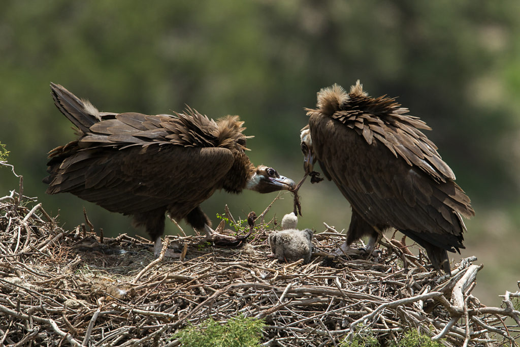 Mönchsgeier, Aegypius monachus, Black Vulture, greifvögel; Accipitriformes; raptors; geier; vögel; birds; vulture, nest, fütterung