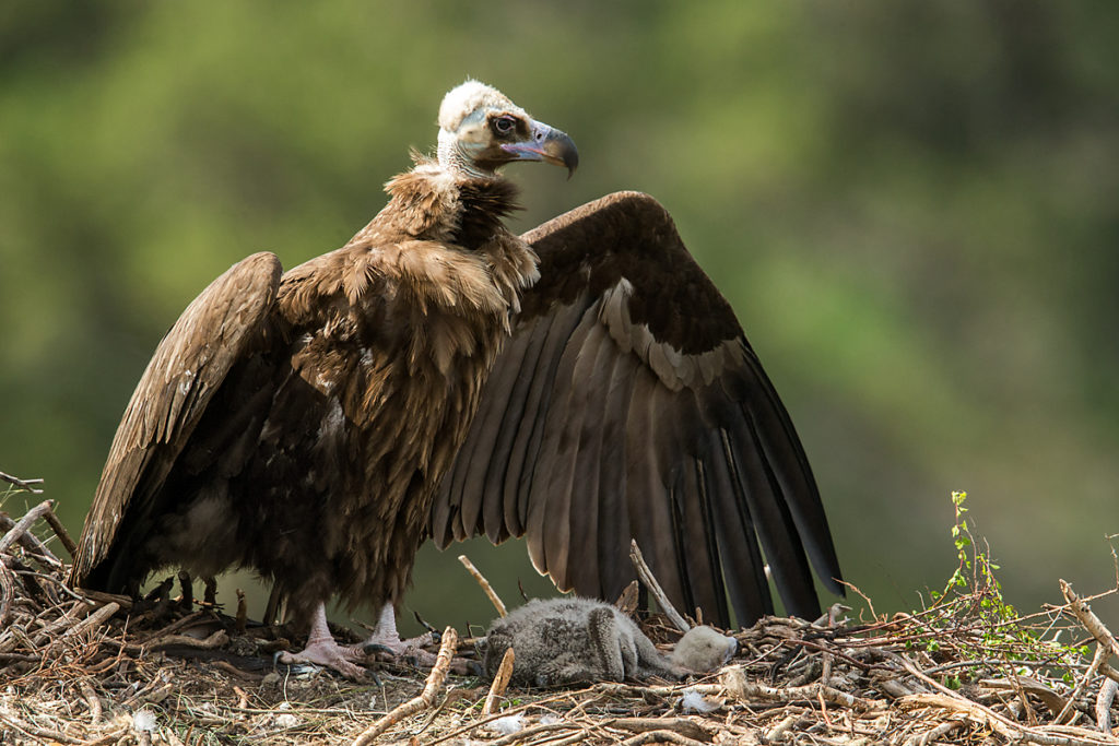 Mönchsgeier, Aegypius monachus, Black Vulture, greifvögel; Accipitriformes; raptors; geier; vögel; birds; vulture, nest, beschatten