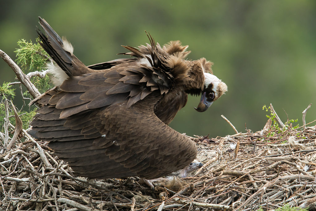 Mönchsgeier, Aegypius monachus, Black Vulture, greifvögel; Accipitriformes; raptors; geier; vögel; birds; vulture, nest,