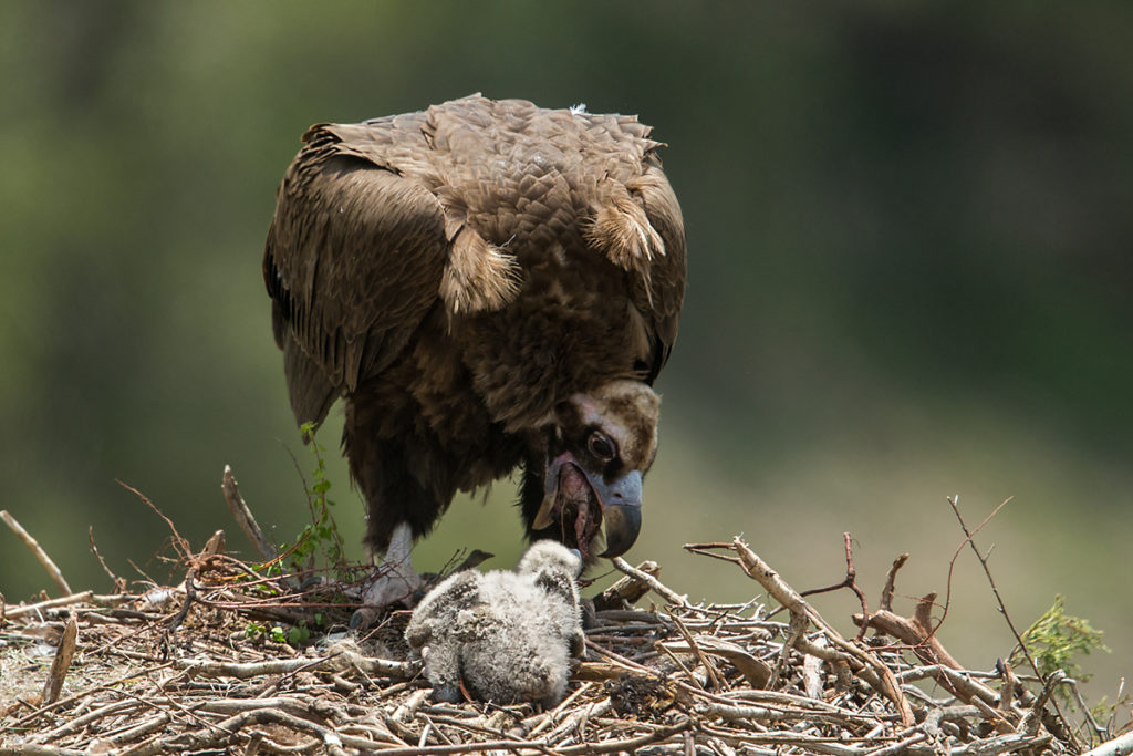 Mönchsgeier, Aegypius monachus, Black Vulture, greifvögel; Accipitriformes; raptors; geier; vögel; birds; vulture, nest, altvogel, fütterung